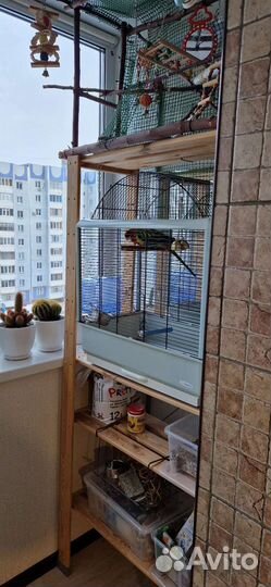 Попугай розелла