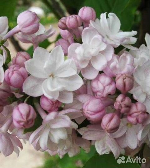 Сирень сортовая