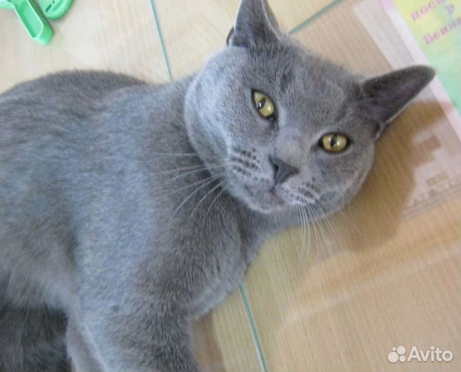 Коты в добрые руки