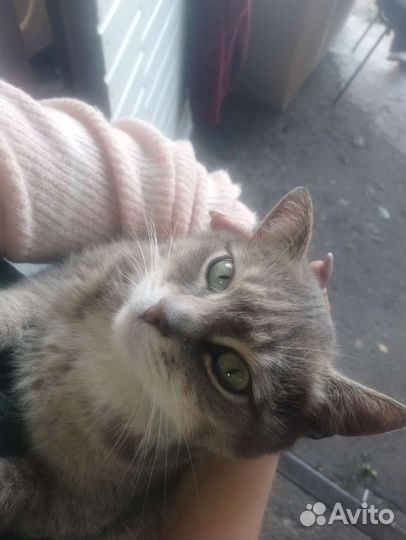 Селкирк-рекс