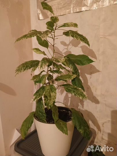 Гибискус липовидный Вариегатный