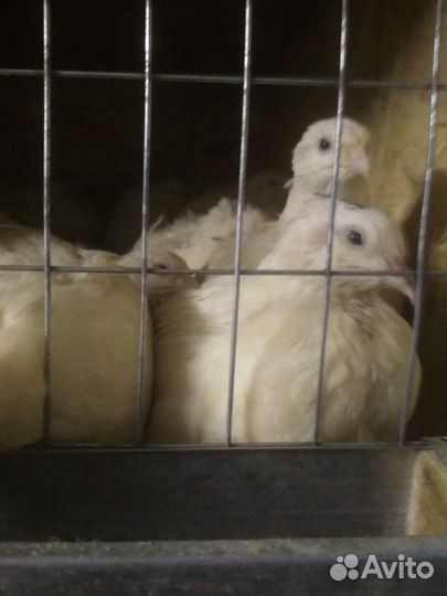 Цыплята бройлеров