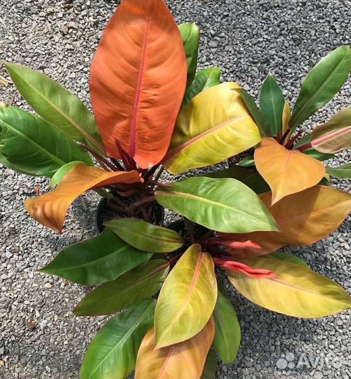 Филодендрон Prince of Orange