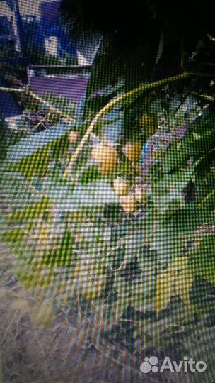 Продам саженцы малины 