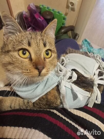 Котенок подросток