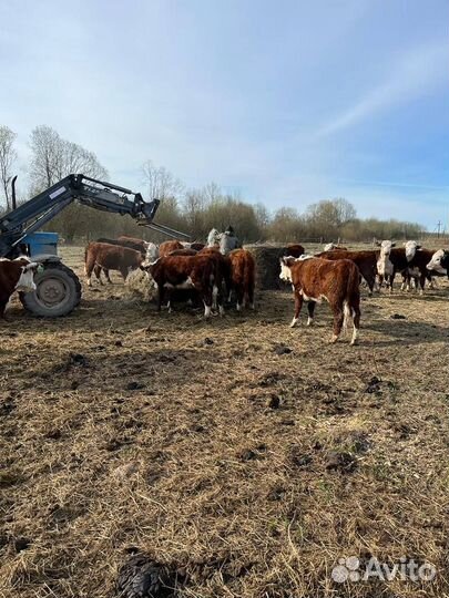 Бычки и тёлки