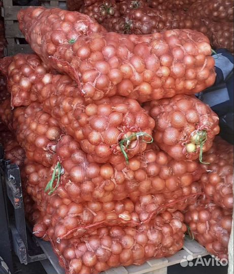 Лук репчатый оптом