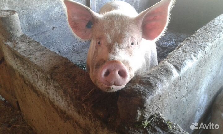 Поросята Хряк 11 месяцев