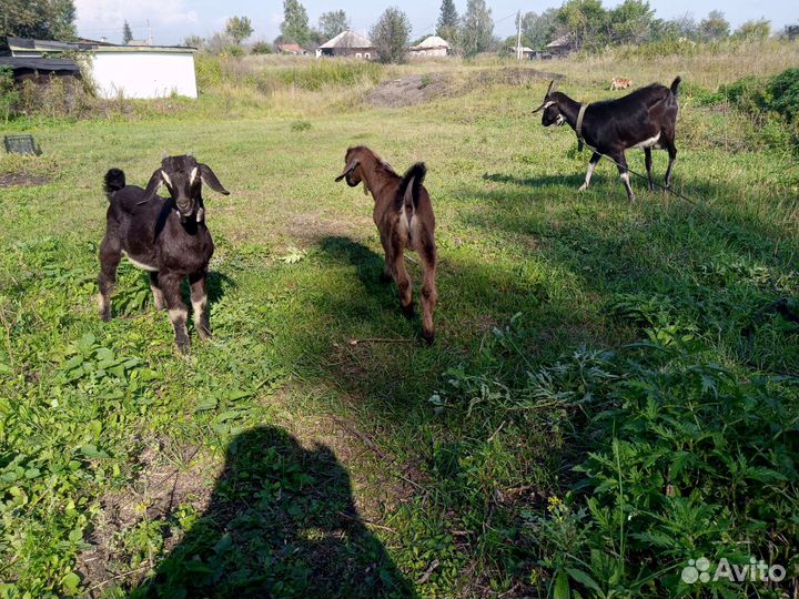 Коза нубийская дойная