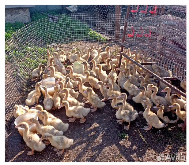 Гусята,утята,бройлеры, цыплята