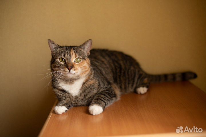 Кошка Сайра в добрые руки