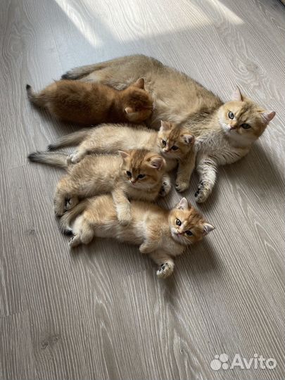 Британские котята