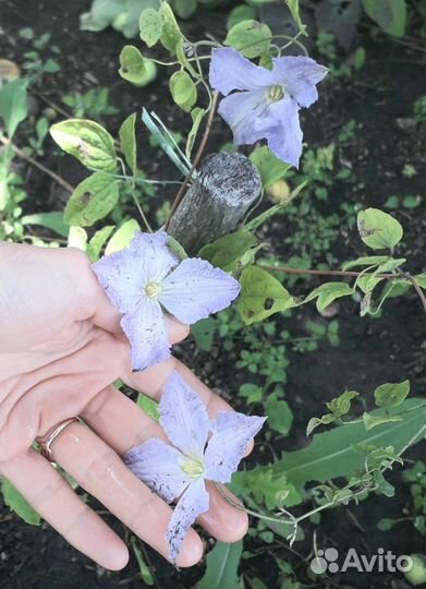 Клематис Вистула