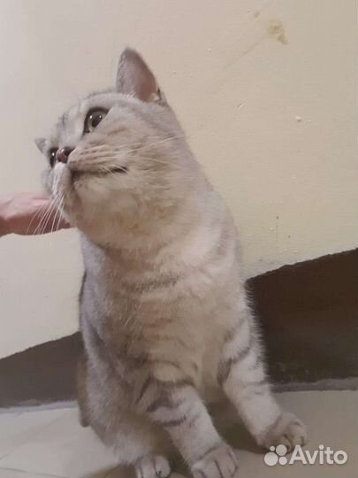 Британская кошка в добрые руки