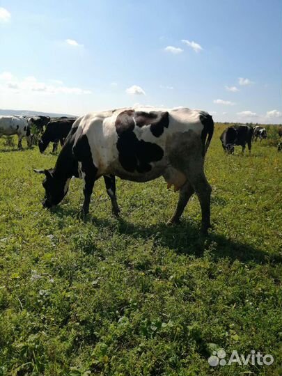 Коровы молочные, быки, тёлки