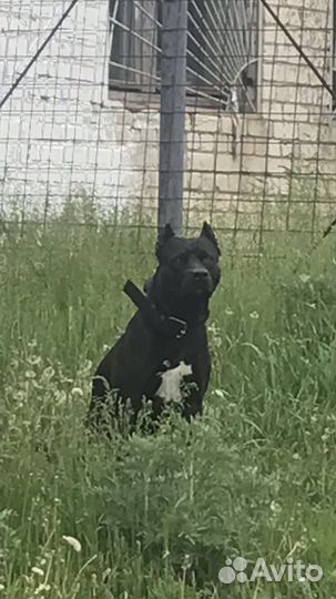 Питбуль вязка