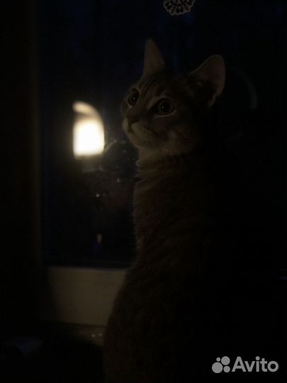 Кошка отдам в добрые руки