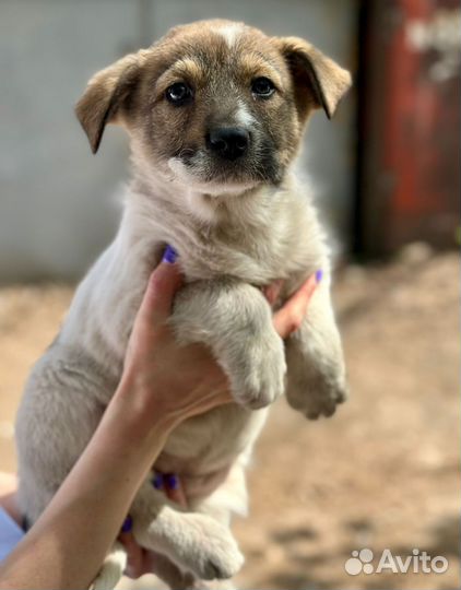 Щенки в добрые руки