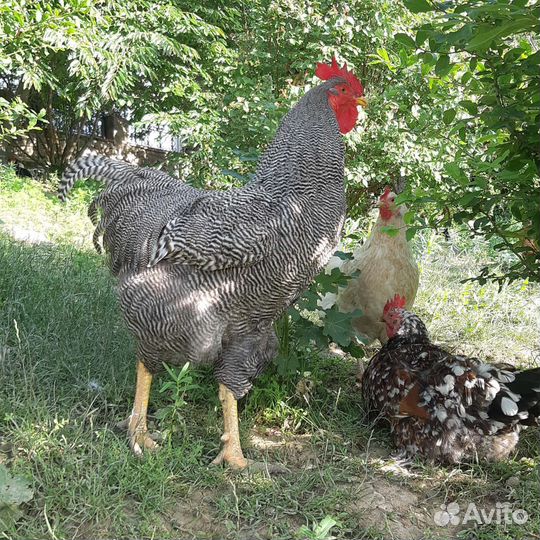 Инкубационное яйцо