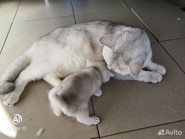 Котик на вязку