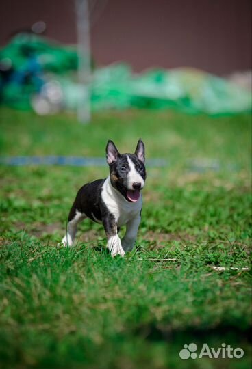 Минибультерьер щенки