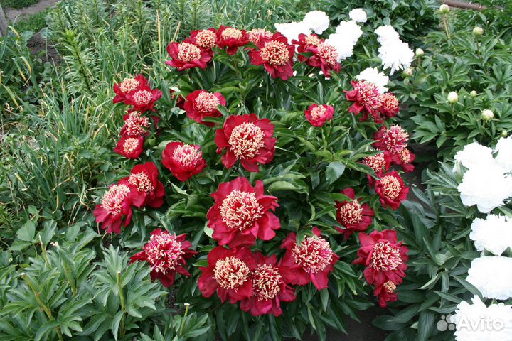 Пионы на весну и осень (саженцы)