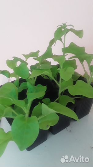 Рассада петунии