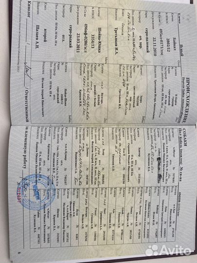 Щенки западно сибирской лайки