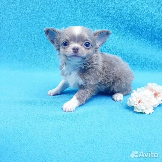 Щенки чихуа. Большой выбор