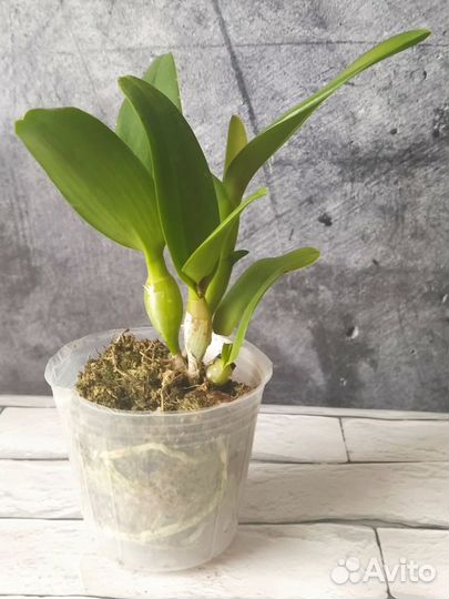 Орхидеи сортовые