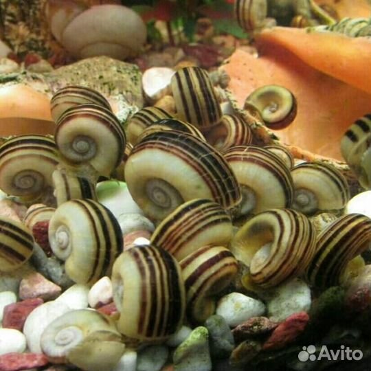 Мариза аквариумная улитка, данио