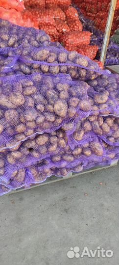 Картошка Капуста Лук только оптом продаем