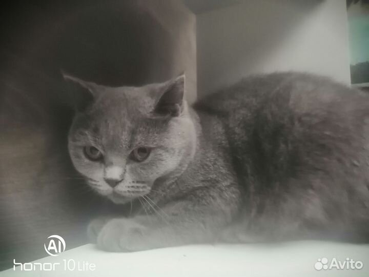 Молодая кошечка