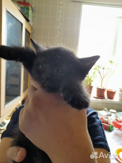 Котята крысоловы в дар