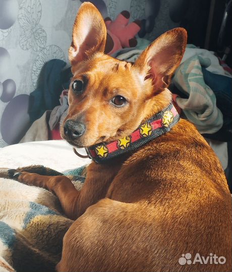 Цвергпинчер