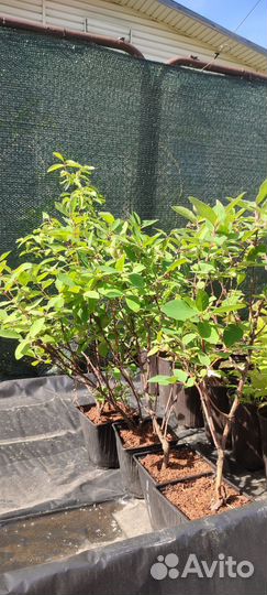 Саженцы малины, смородины, жимолости, крыжовника