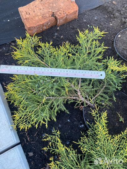 Можжевельники Голд Стар и Олд Голд