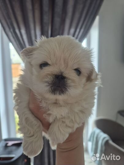 Щенки пекинеса