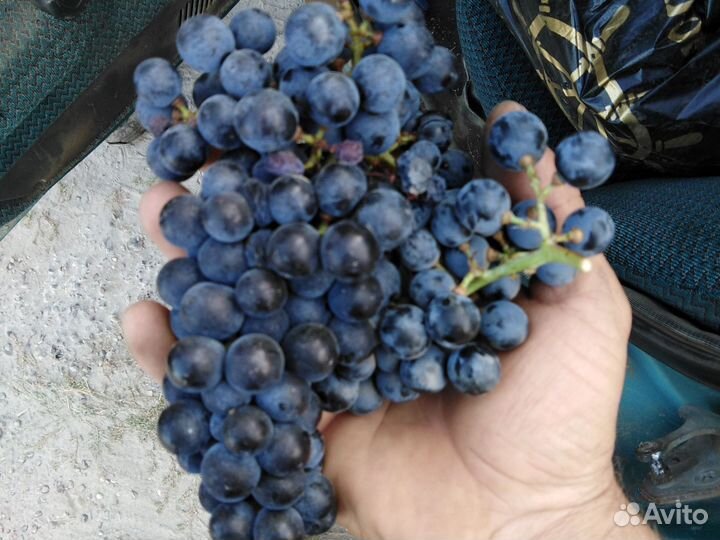 Винный виноград