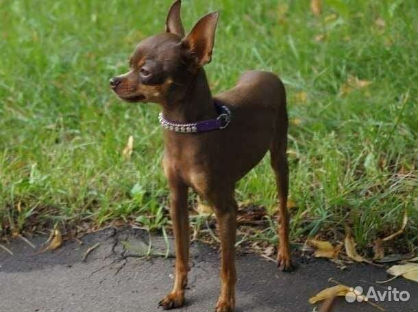 Мини той-терьер