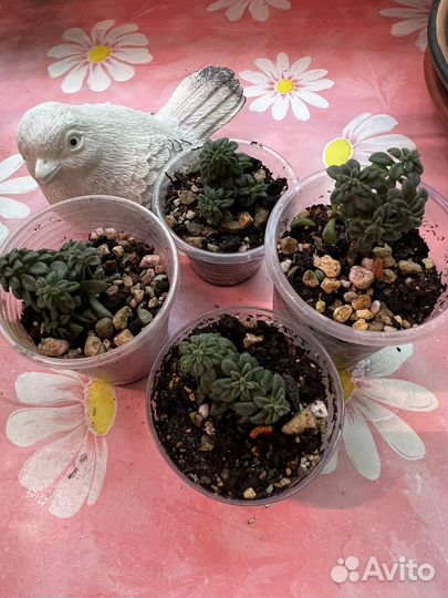 Суккуленты