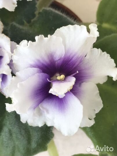 Листочки фиалки