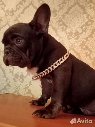 Предлагаются Цветные щенки Французики