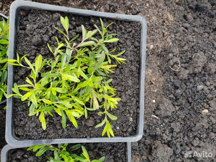 Гвоздика многолетняя почвопокровная