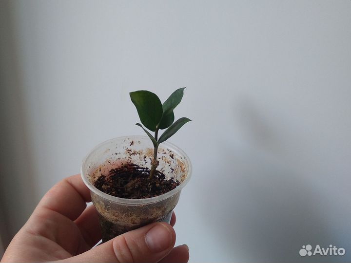 Монстера манки маск и замиокулькас