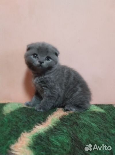 Шотландская вислоухая