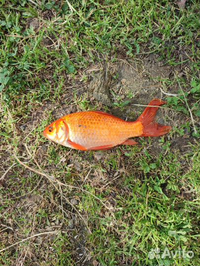 Живая рыба для пруда