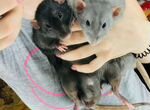Крысята Dumbo (голубые и черные крысы)