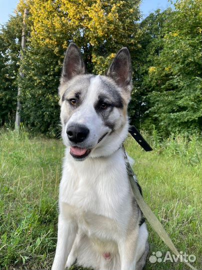 Овчарка+маламут