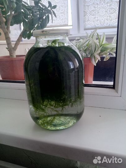 Банка роголистника